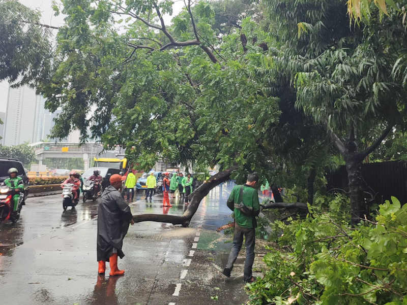 Pohon Tumbang Di Gatsu, Lalu Lintas Semanggi Terganggu